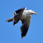 black backed gull